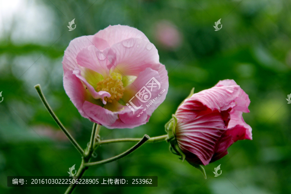 木芙蓉