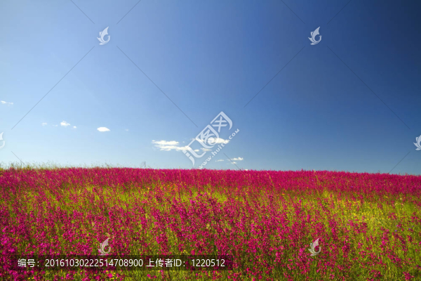 紅花草甸