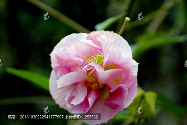 木芙蓉