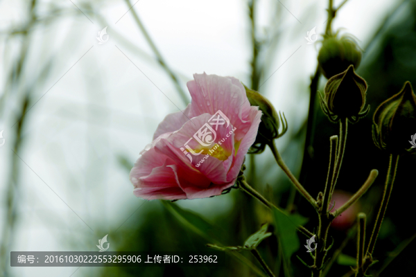 木芙蓉