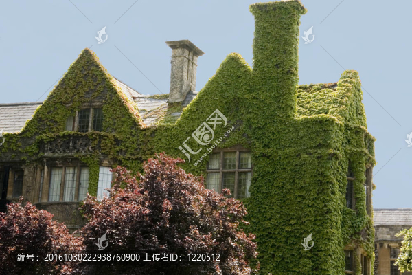 常春藤裝飾門面