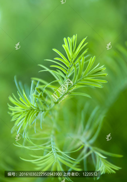柔軟的樹枝