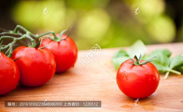 濕番茄