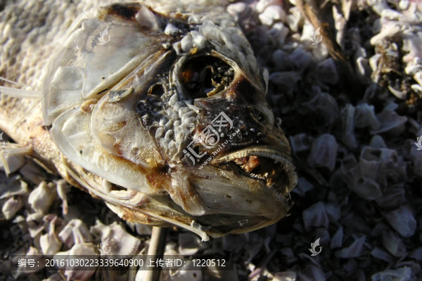 死魚