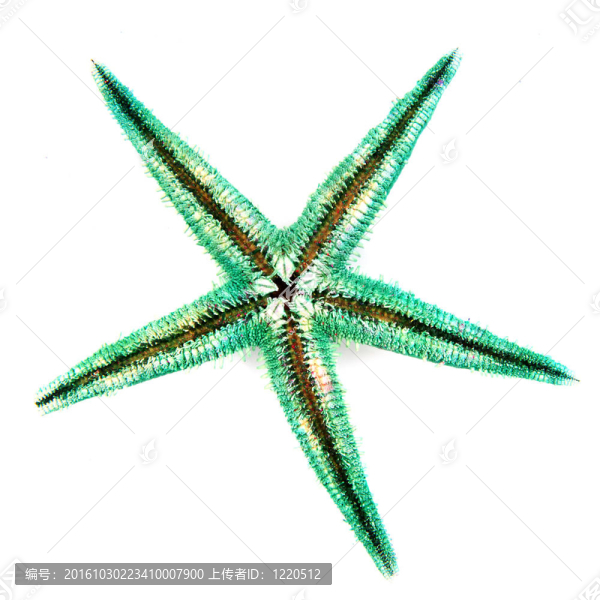綠色的海星