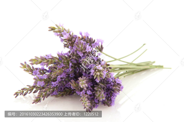 薰衣草花束