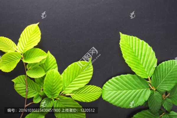 葉子和分隔開(kāi)的