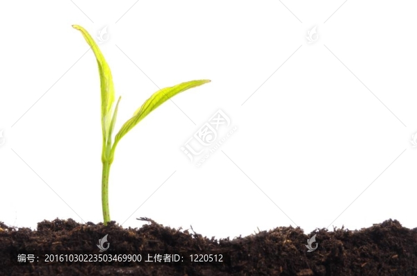 生長(zhǎng)