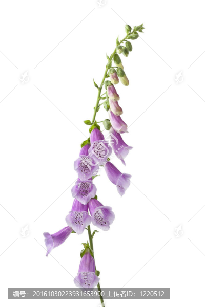 紫色的花洋地黃