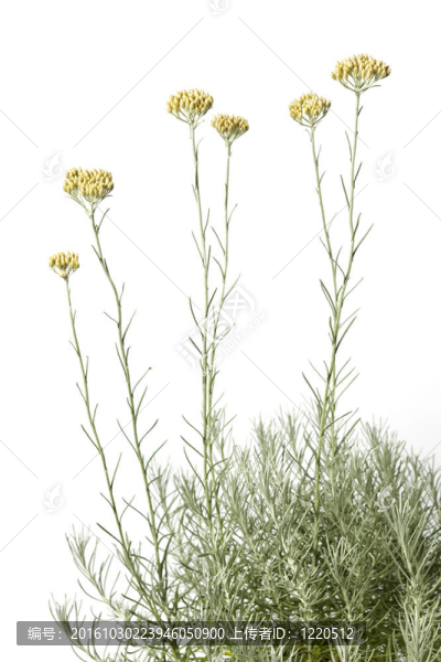 開花curryplant