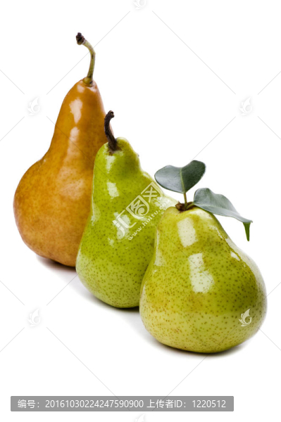 梨白