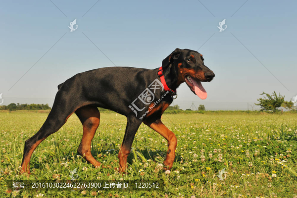 杜賓犬