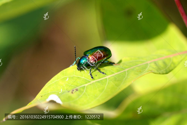 夾竹桃葉甲蟲chrysochus金