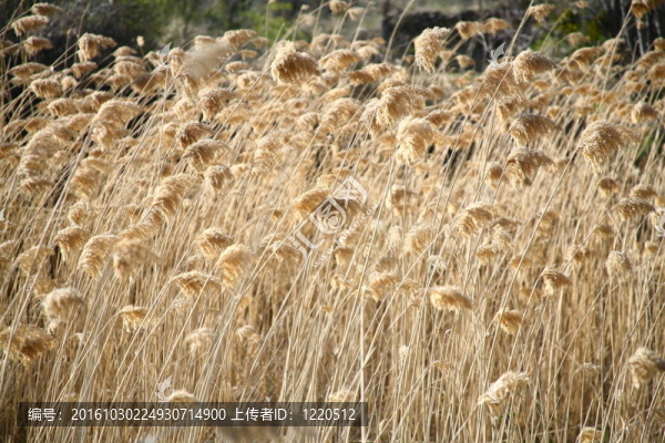 蘆葦背景