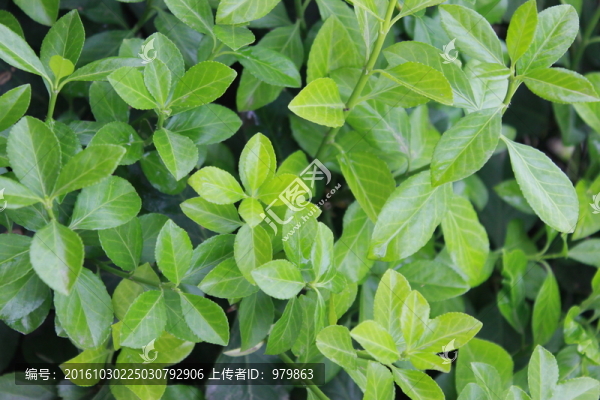 綠葉