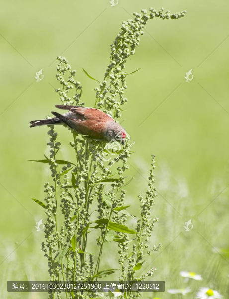 紅雀（acanthis麻葉）；