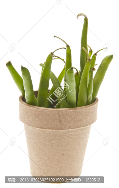 鮮綠豆生長