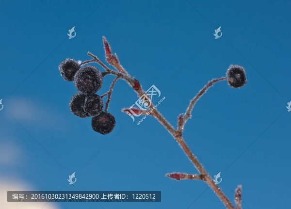 冰鎮(zhèn)的漿果