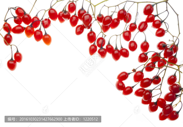 紅毒漿果明信片