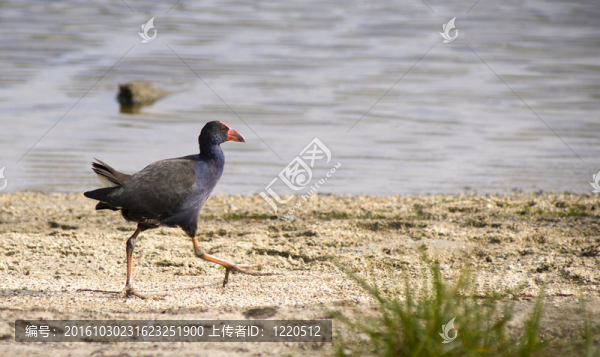 水鳥(niǎo)在湖邊散步