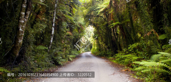 泥濘的道路穿過茂密的叢林
