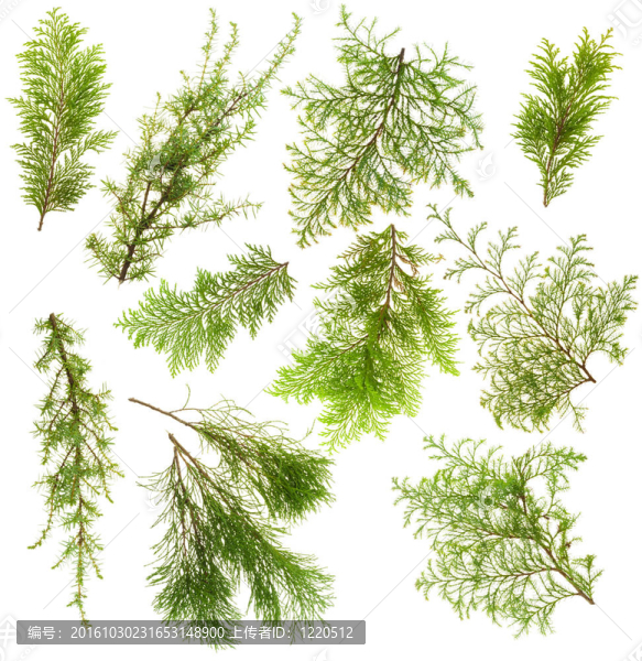 常綠植物枝
