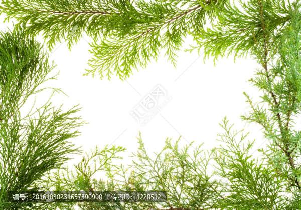 常綠植物枝條架