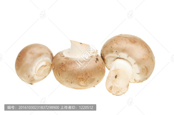 板栗蘑菇