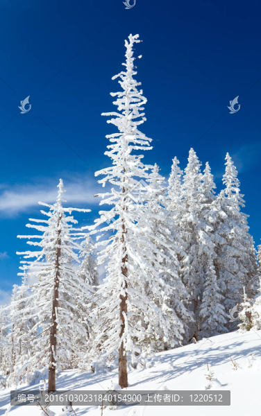 雪景