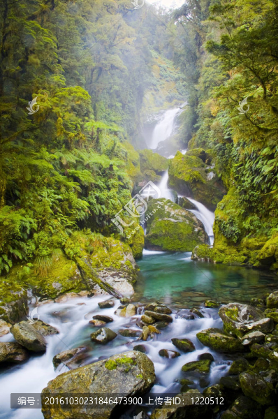 Mackay,Falls,lush設(shè)置在米爾福德步道；新西蘭。