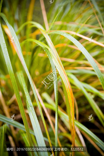 植物細節(jié)在茂密的顏色