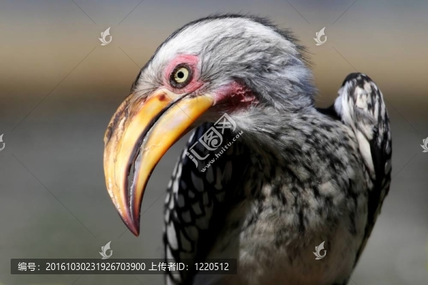 犀鳥的鳥