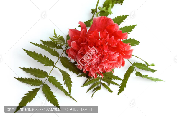 紅罌粟花裝飾