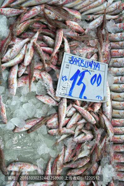 魚市場