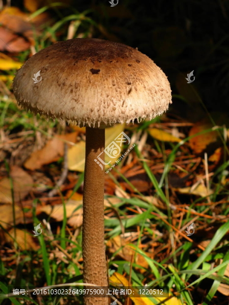 高大環(huán)柄菇