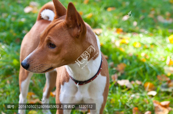 狗
