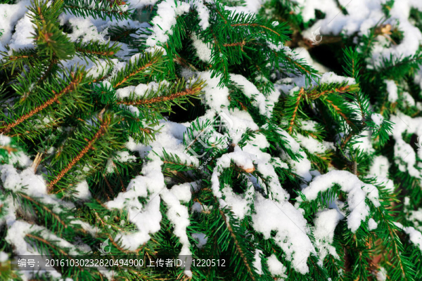 白雪覆蓋的樹