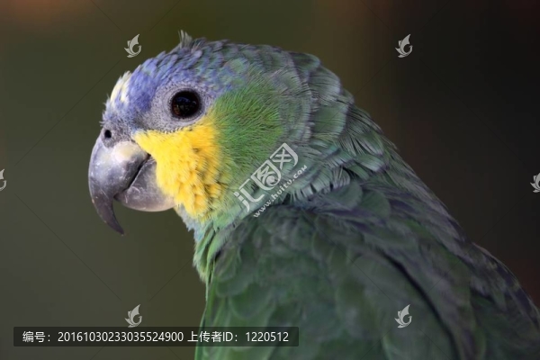 鸚鵡