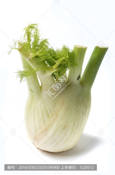 茴香