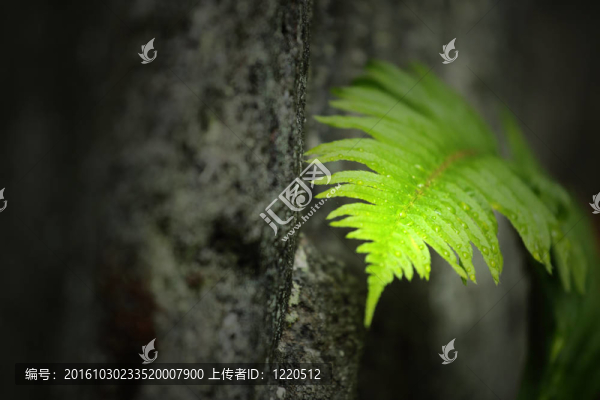 蕨類植物