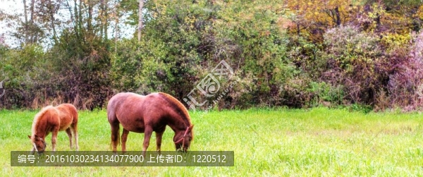 馬