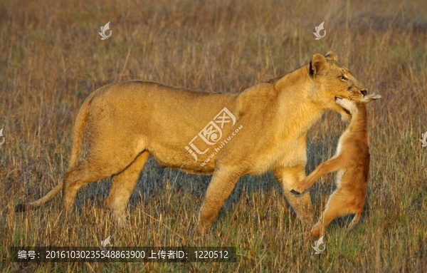 獅子的獵物。