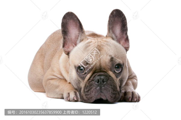 法國斗牛犬