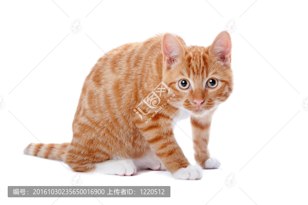 紅色的小貓