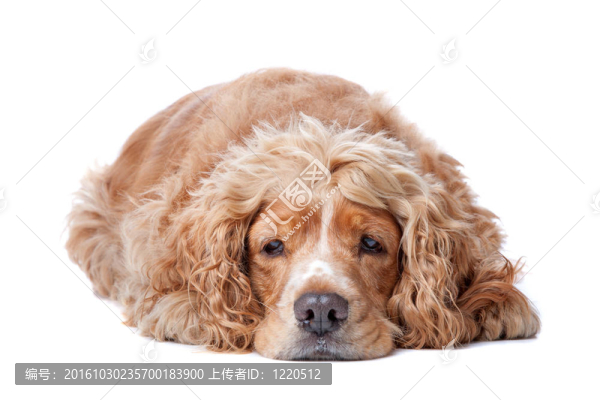 老可卡犬
