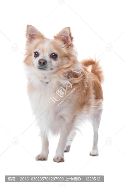 奇瓦瓦的狗
