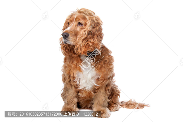 老可卡犬