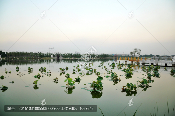 湖面睡蓮