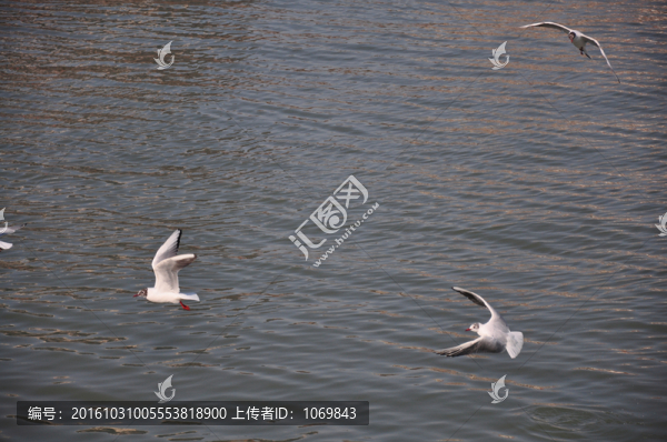 海鷗