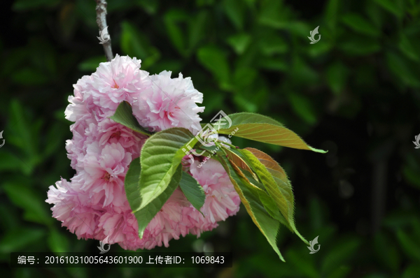 花之物語之二